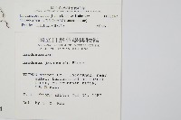 三角葉陵齒蕨藏品圖，第2張