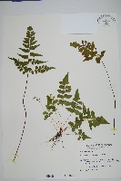 三角葉陵齒蕨、三角葉鱗齒蕨藏品圖，第1張