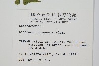 三角葉陵齒蕨、三角葉鱗齒蕨藏品圖，第2張