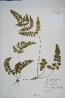 三角葉陵齒蕨、三角葉鱗齒蕨藏品圖，第1張