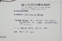 三角葉陵齒蕨、三角葉鱗齒蕨藏品圖，第2張