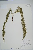 攀緣鱗始蕨藏品圖，第1張