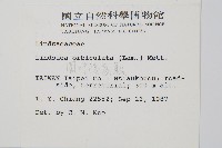 圓葉陵齒蕨藏品圖，第2張