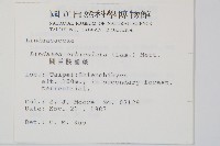 圓葉陵齒蕨藏品圖，第2張