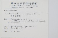 圓葉陵齒蕨藏品圖，第2張