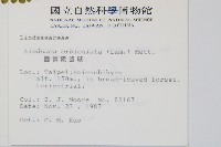 圓葉陵齒蕨藏品圖，第2張