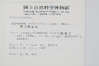 圓葉陵齒蕨藏品圖，第2張