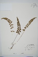 圓葉陵齒蕨藏品圖，第1張