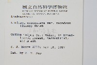 闊片陵齒蕨藏品圖，第2張