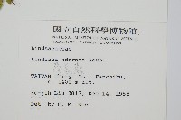 陵齒蕨、鱗始蕨藏品圖，第2張