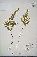 海島陵齒蕨藏品圖，第1張