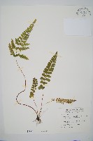 圓葉陵齒蕨藏品圖，第1張