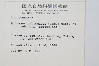 圓葉陵齒蕨藏品圖，第2張