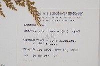 烏蕨藏品圖，第2張