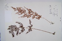 烏蕨藏品圖，第1張