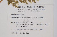 烏蕨藏品圖，第2張