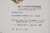 烏蕨藏品圖，第2張