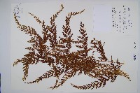 烏蕨藏品圖，第1張