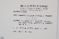 闊片烏蕨藏品圖，第2張