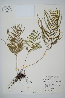 二羽達邊蕨藏品圖，第1張