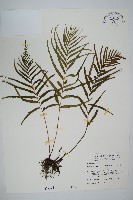 達邊蕨藏品圖，第1張