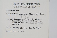 達邊蕨藏品圖，第2張