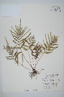 二羽達邊蕨藏品圖，第1張