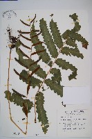 海南實蕨藏品圖，第1張