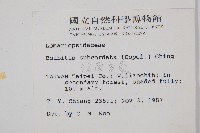 海南實蕨藏品圖，第2張