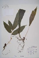 尾葉實蕨藏品圖，第1張