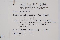 尾葉實蕨藏品圖，第2張