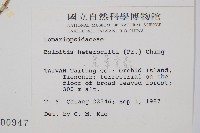 尾葉實蕨藏品圖，第2張
