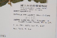 細葉實蕨藏品圖，第2張