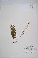 刺蕨藏品圖，第1張