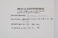 刺蕨藏品圖，第2張