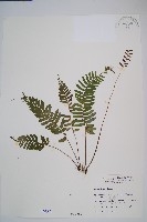 刺蕨藏品圖，第1張