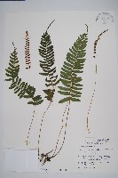 刺蕨藏品圖，第1張