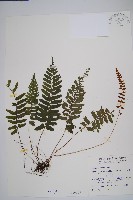 刺蕨藏品圖，第1張