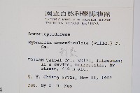 刺蕨藏品圖，第2張