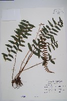 刺蕨藏品圖，第1張