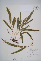 羅蔓藤蕨藏品圖，第1張