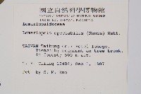 羅蔓藤蕨藏品圖，第2張