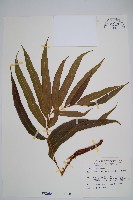 羅蔓藤蕨藏品圖，第1張