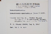 羅蔓藤蕨藏品圖，第2張