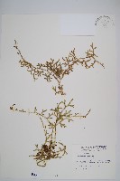 過山龍藏品圖，第1張