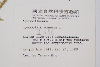 過山龍藏品圖，第2張