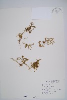 過山龍藏品圖，第1張