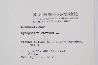 過山龍藏品圖，第2張