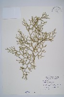 過山龍藏品圖，第1張