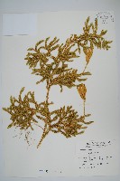 石松藏品圖，第1張